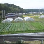 20150921ハクサイ、キャベツ