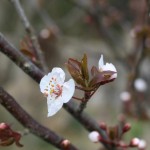 ２０１６０３２８すももの花赤